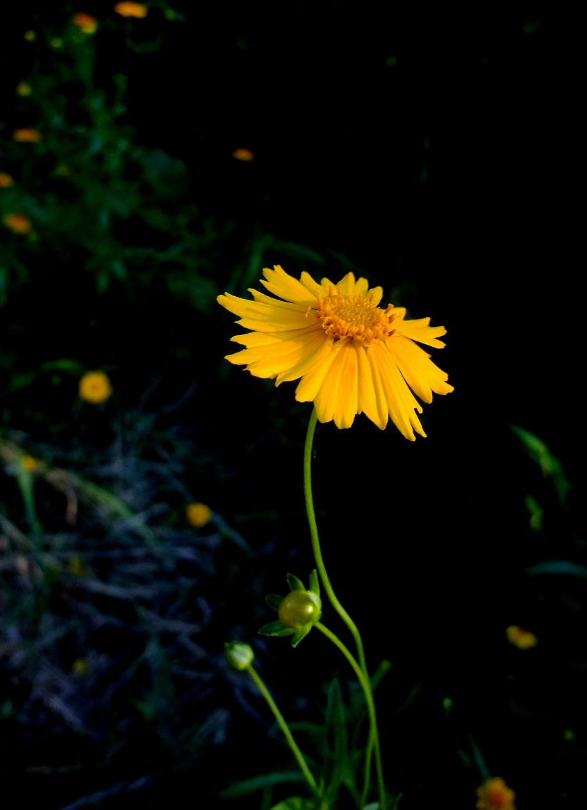 DSCF0665.jpg