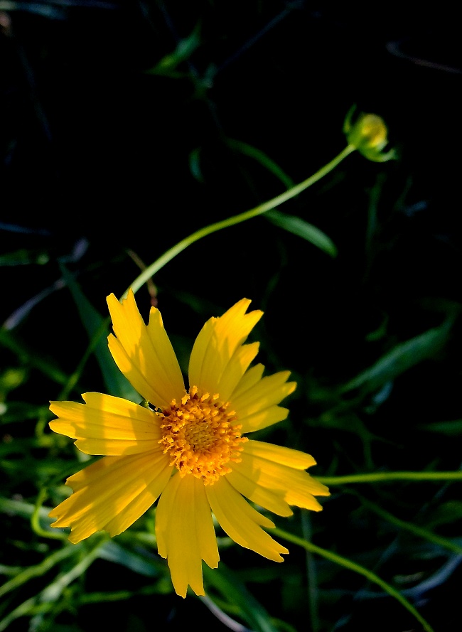 DSCF0667.jpg