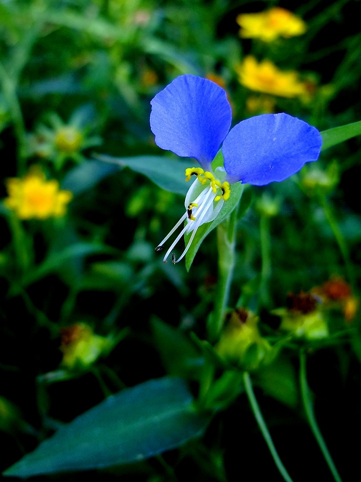 DSCF0669.jpg