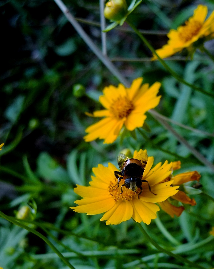 DSCF0675.jpg