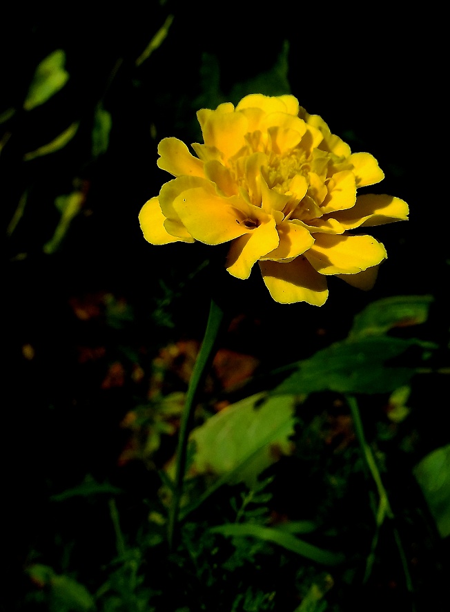 DSCF0700.jpg