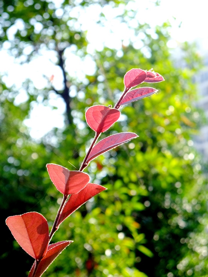 DSCF0705(001).jpg