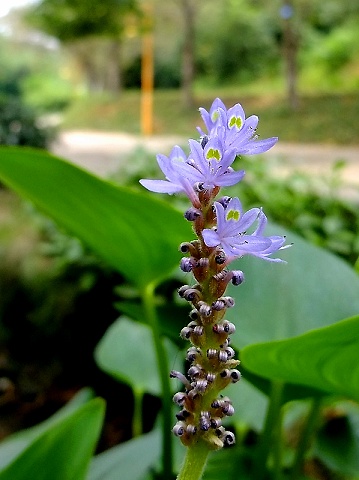 DSCF0902(001).jpg