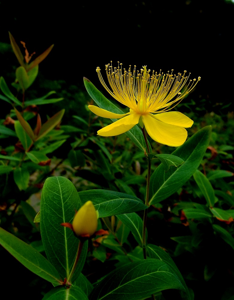 DSCF0905.jpg
