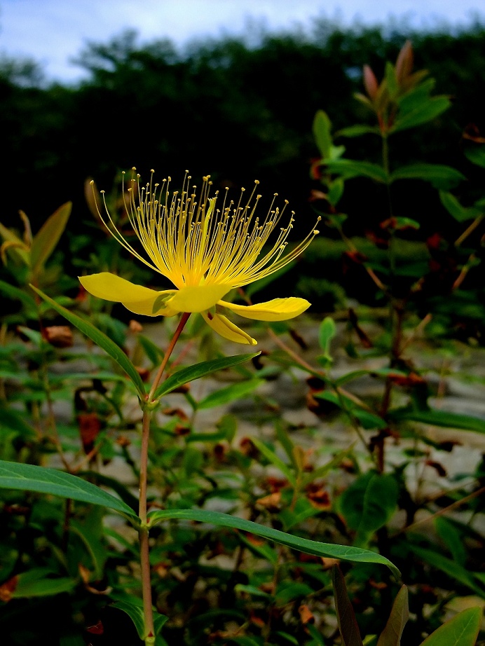 DSCF0911(001).jpg
