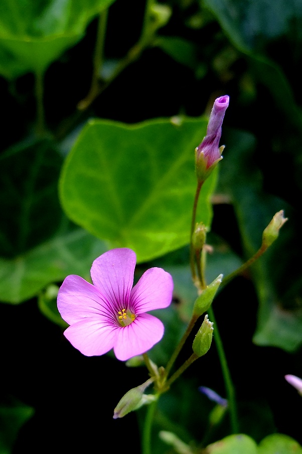 DSCF0918.jpg