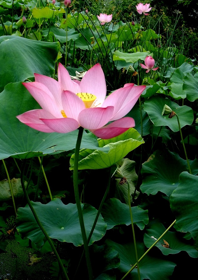 DSCF0931(001).jpg