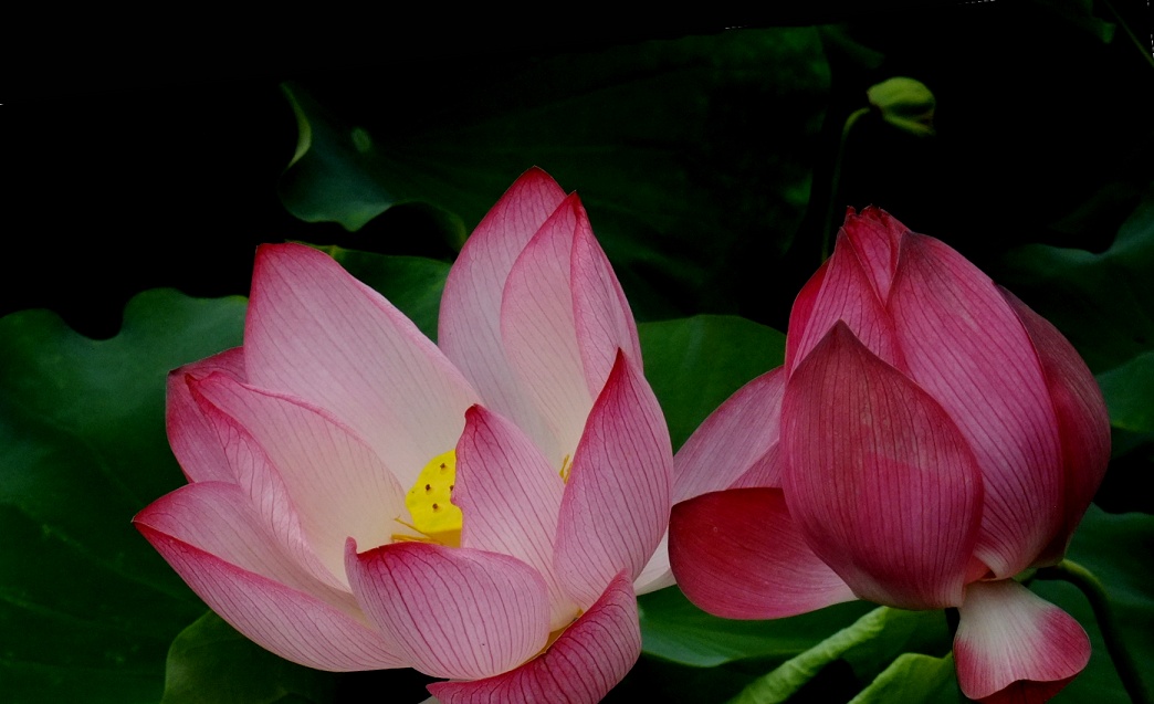 DSCF0941.jpg
