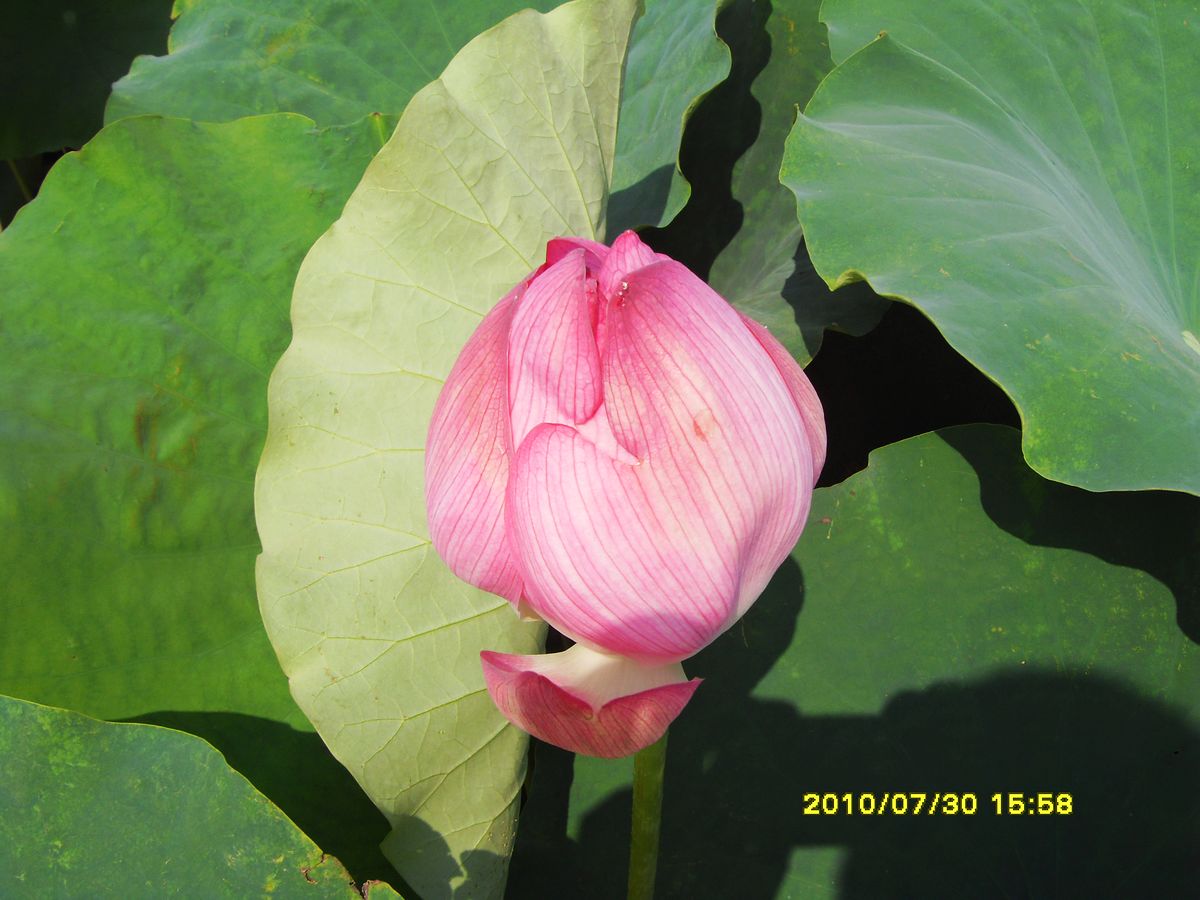 SDC15930.jpg