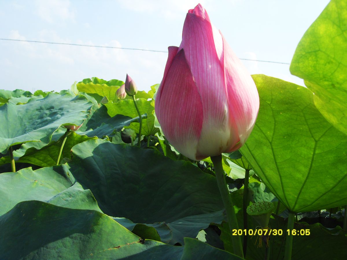 SDC15939.jpg