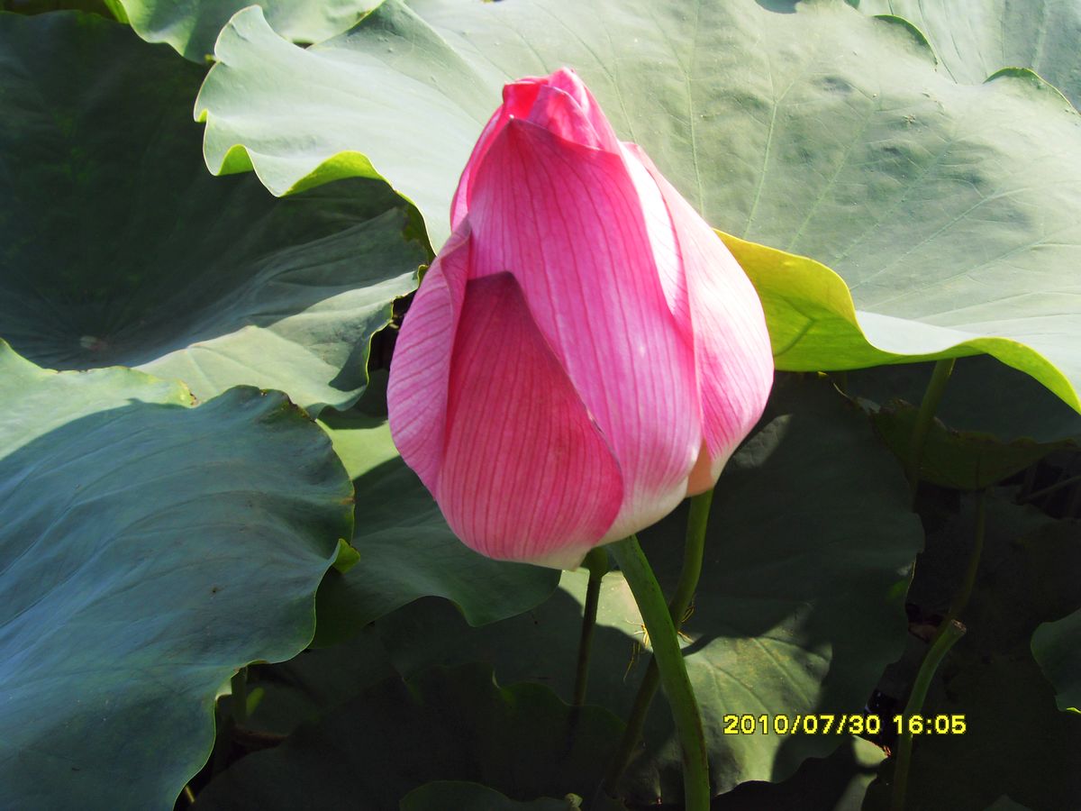 SDC15940.jpg