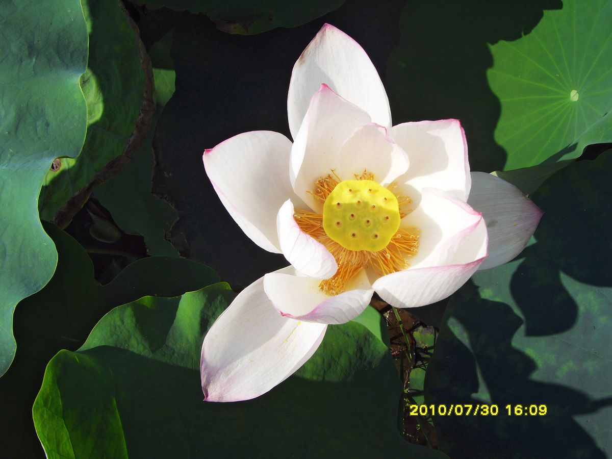 SDC15952.jpg
