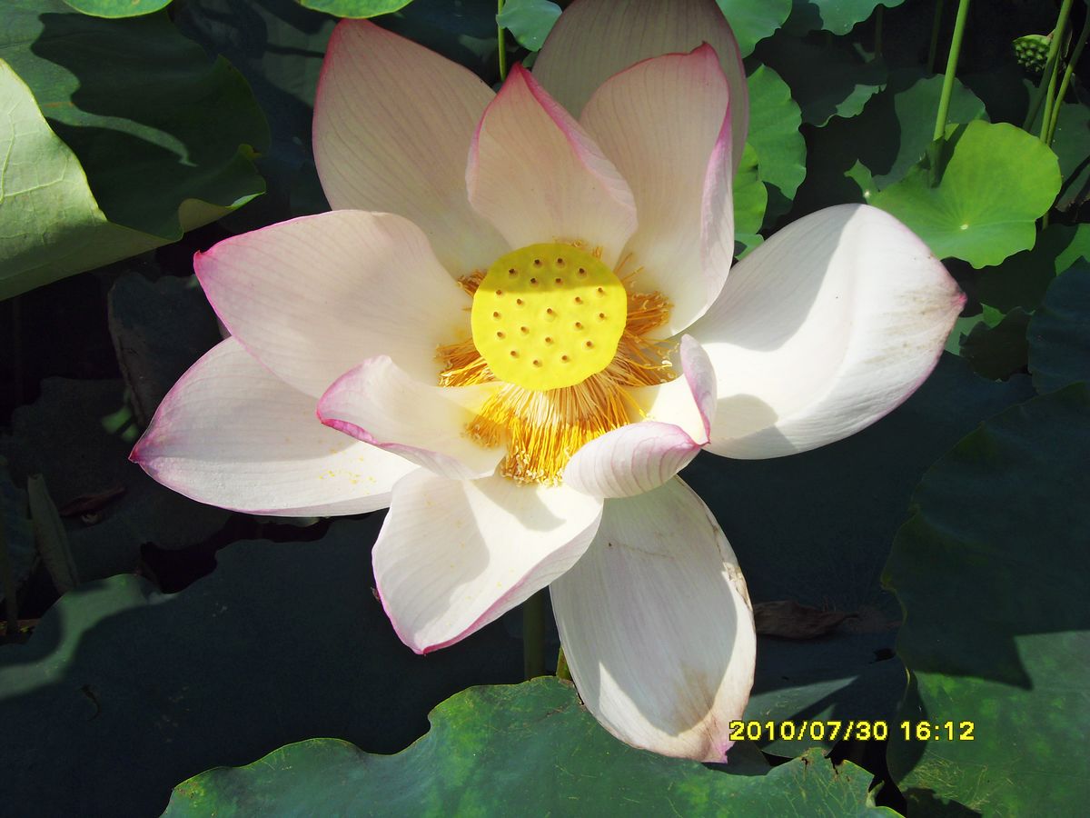 SDC15957.jpg