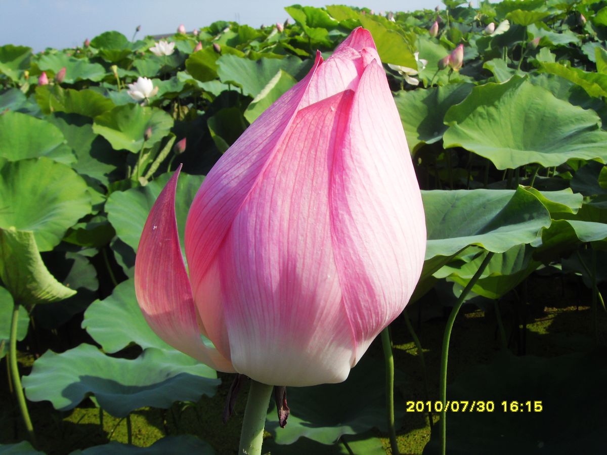 SDC15961.jpg