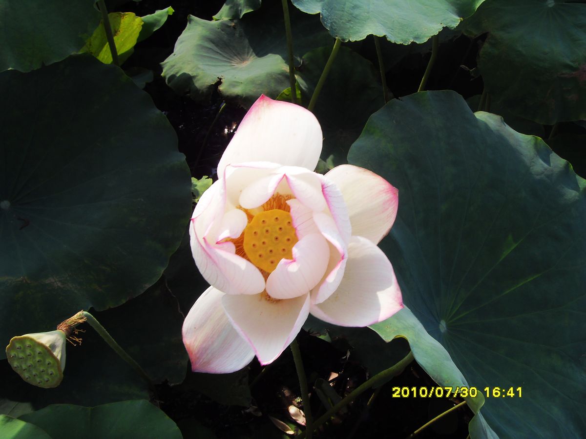 SDC15967.jpg