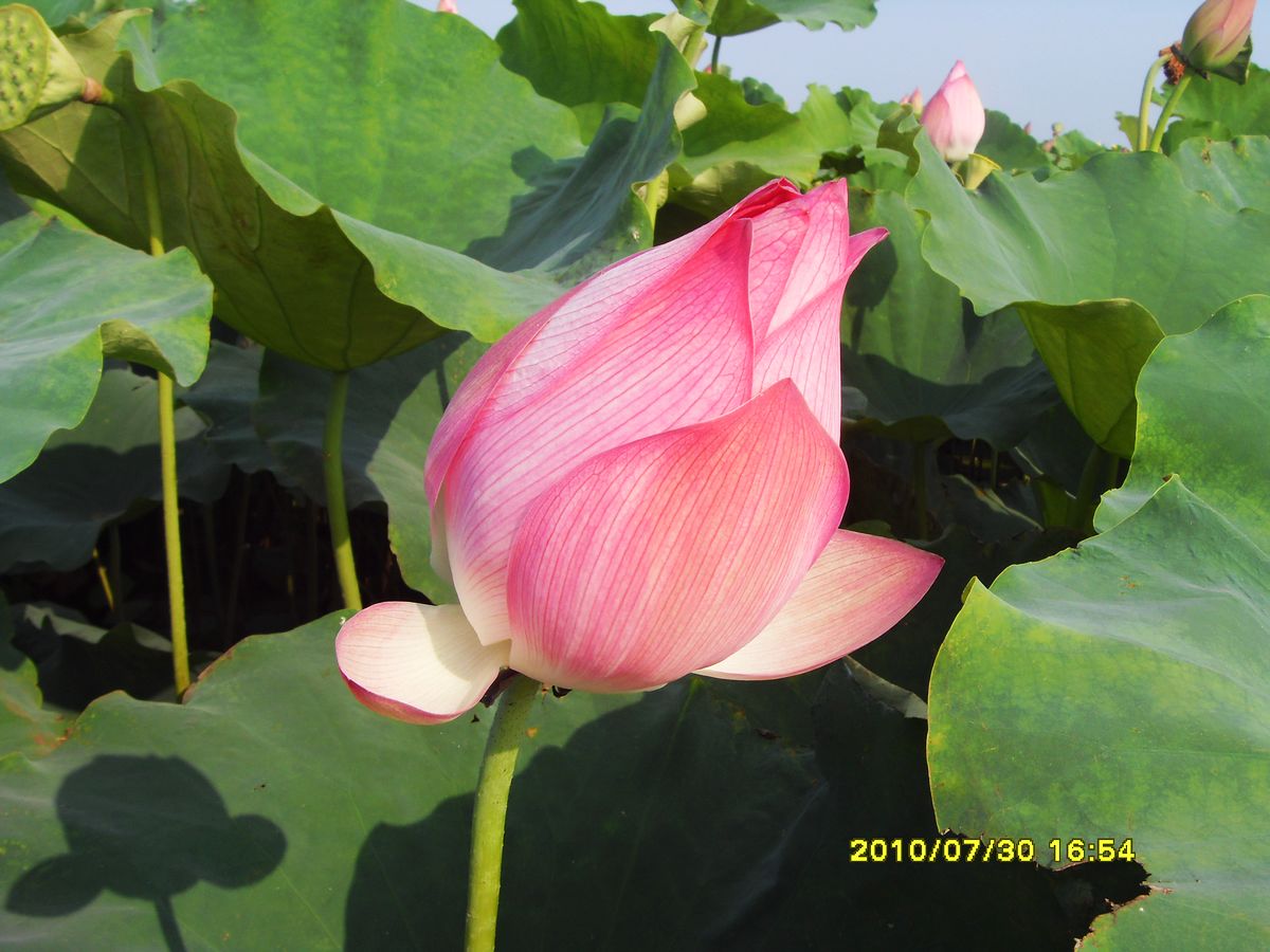 SDC15993.jpg
