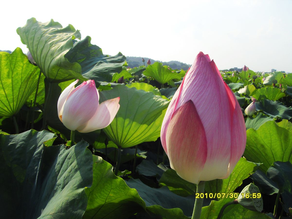 SDC15999.jpg