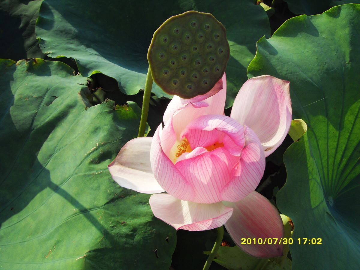 SDC16004.jpg