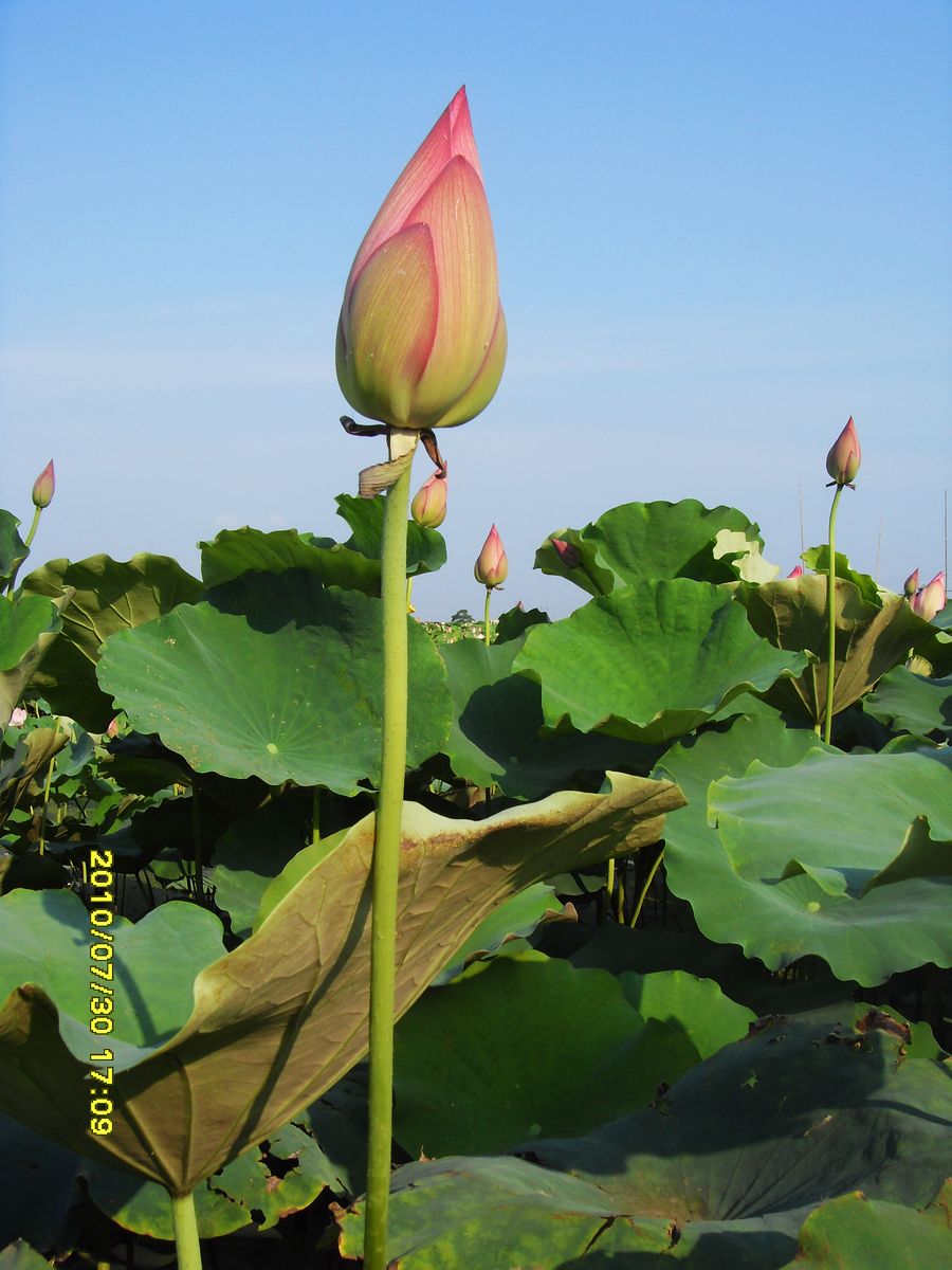 SDC16008.jpg