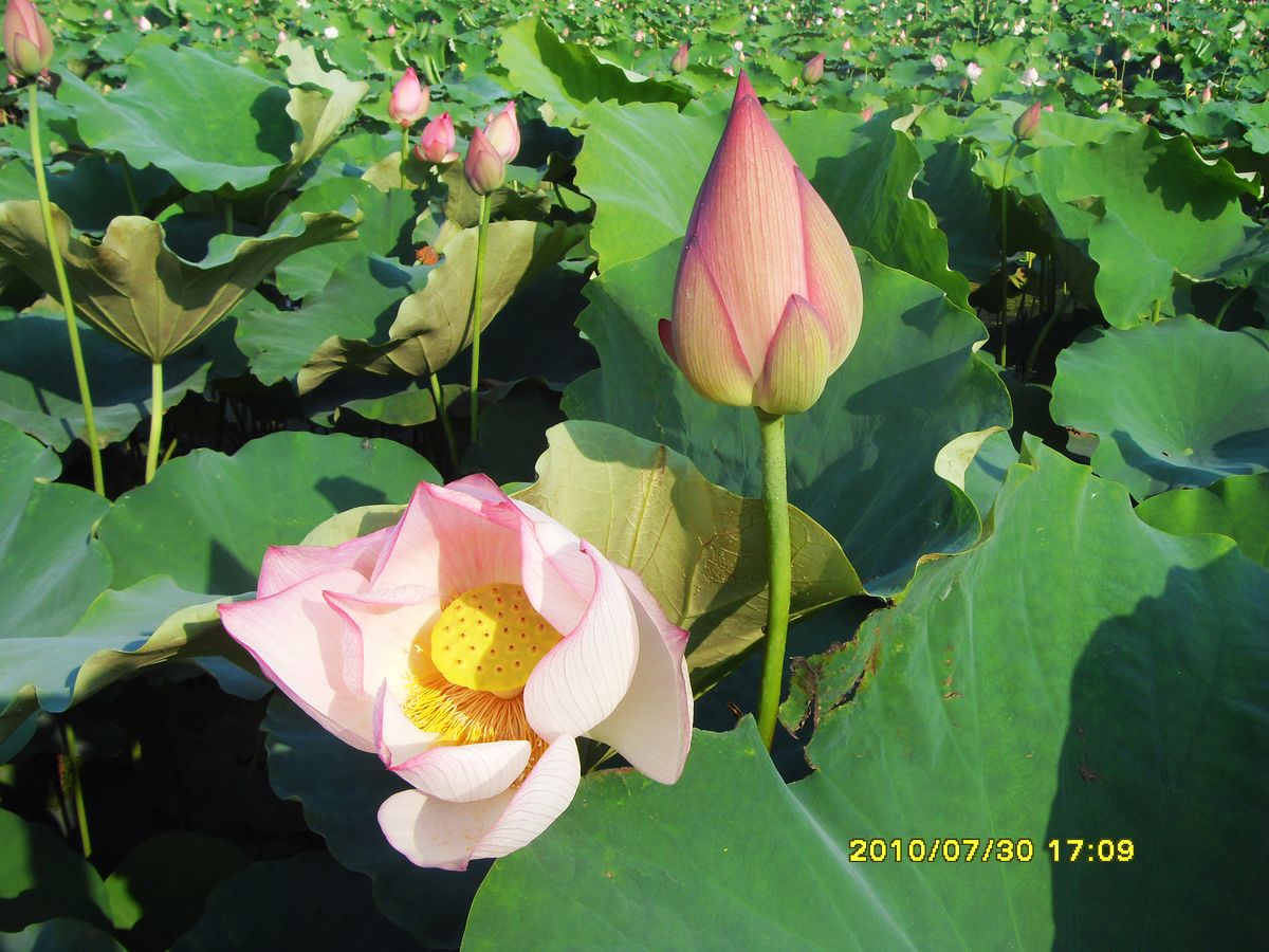 SDC16009.jpg