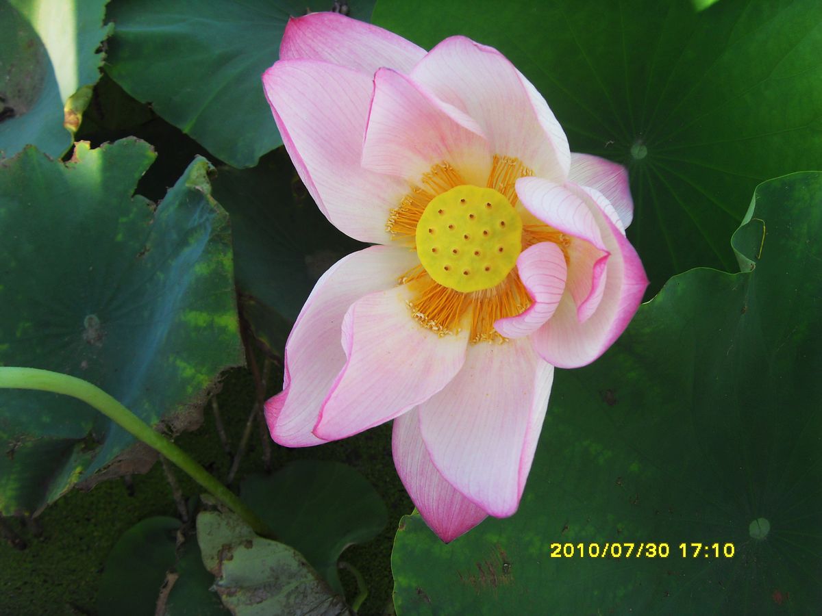SDC16011.jpg