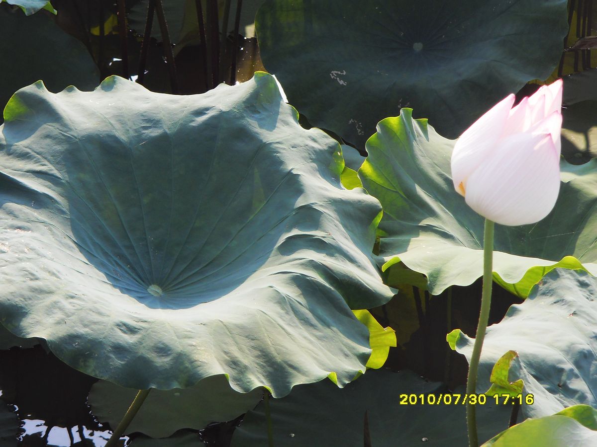 SDC16016.jpg