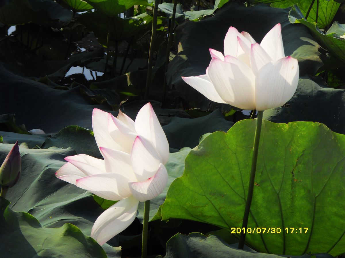 SDC16017.jpg