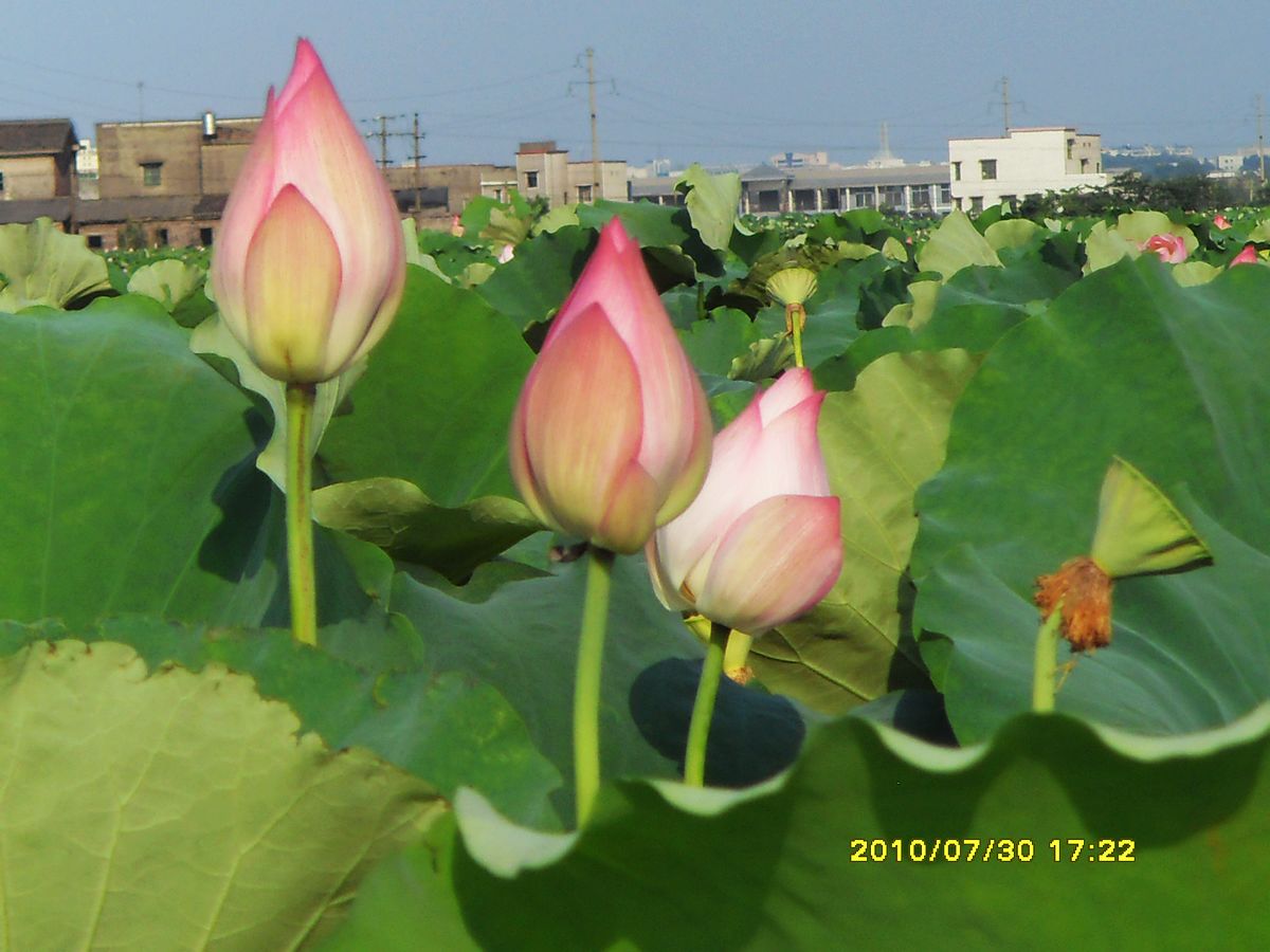 SDC16022.jpg