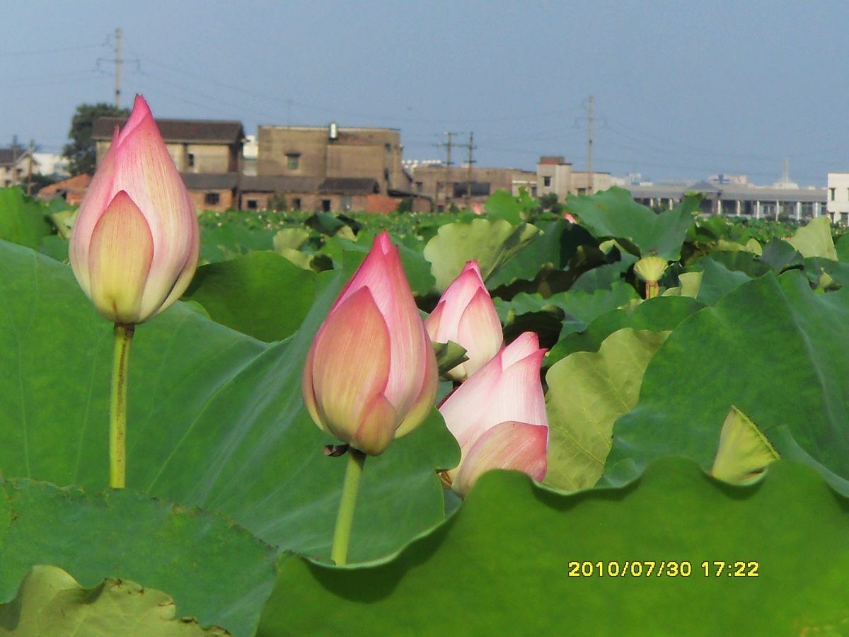 SDC16023.jpg