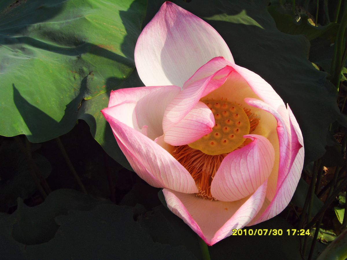 SDC16026.jpg