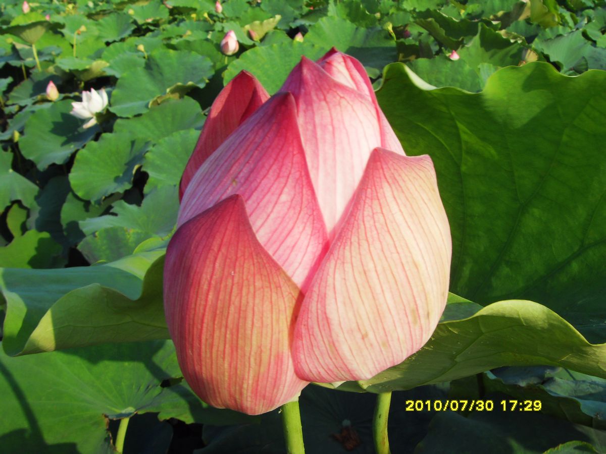 SDC16033.jpg