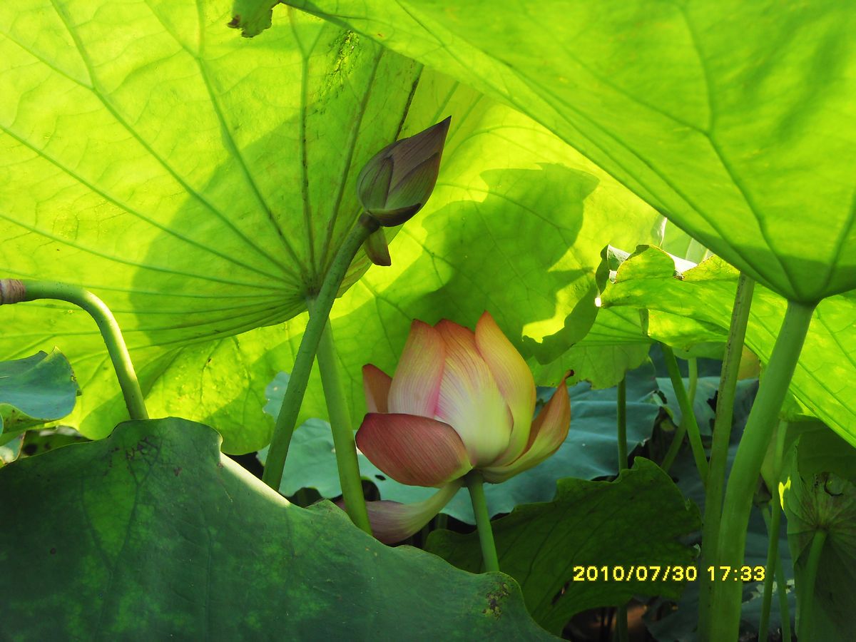 SDC16040.jpg