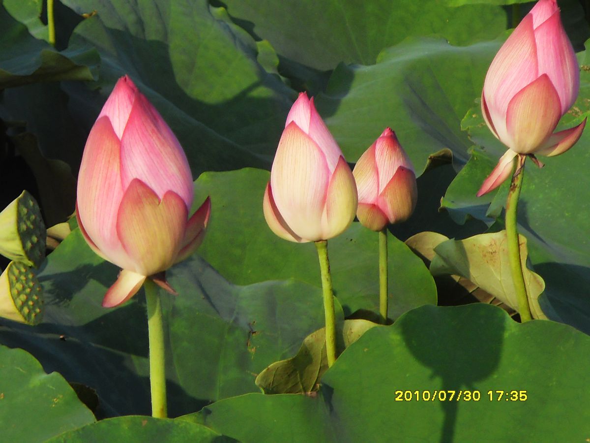 SDC16043.jpg