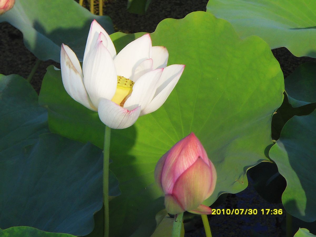 SDC16047.jpg