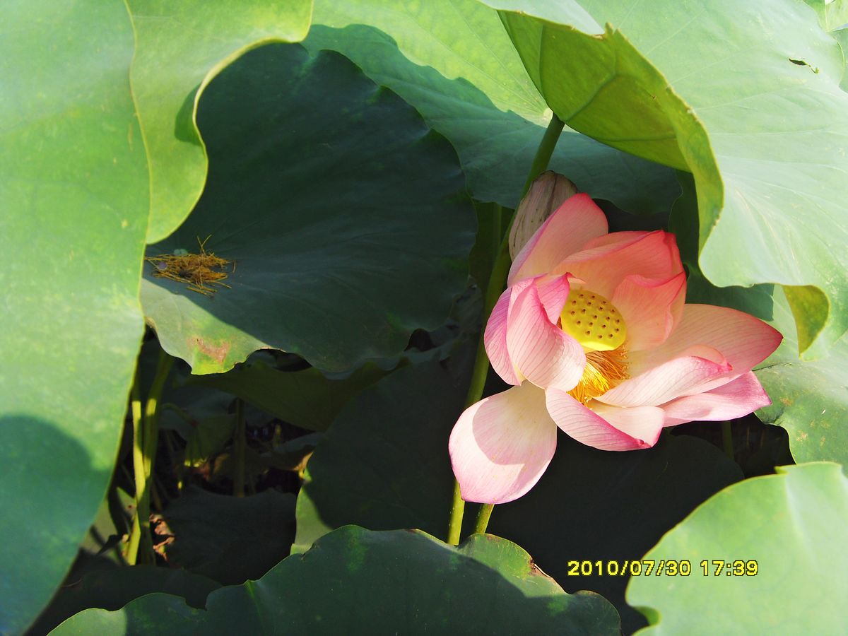 SDC16050.jpg