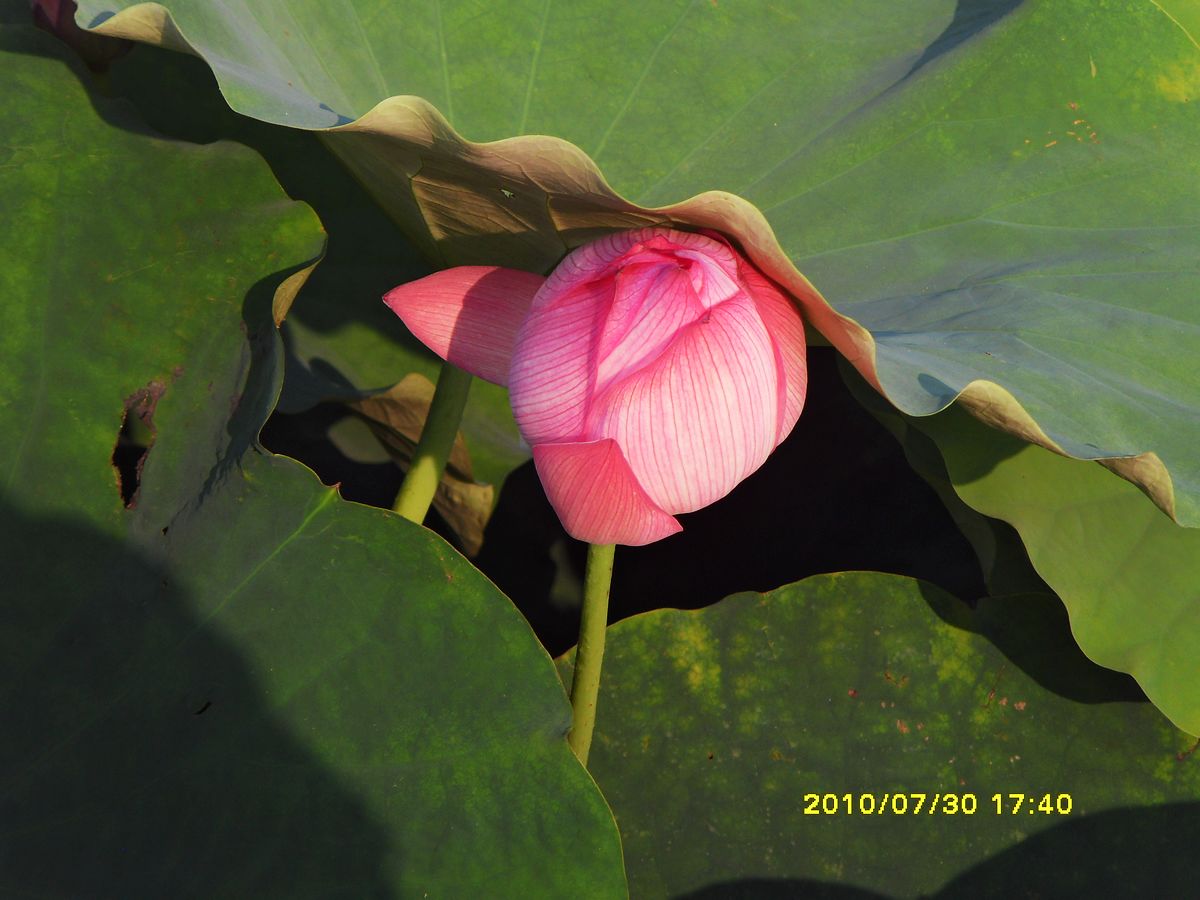 SDC16052.jpg