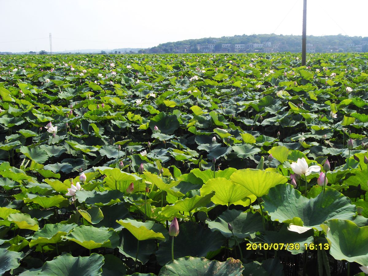 SDC15959.jpg