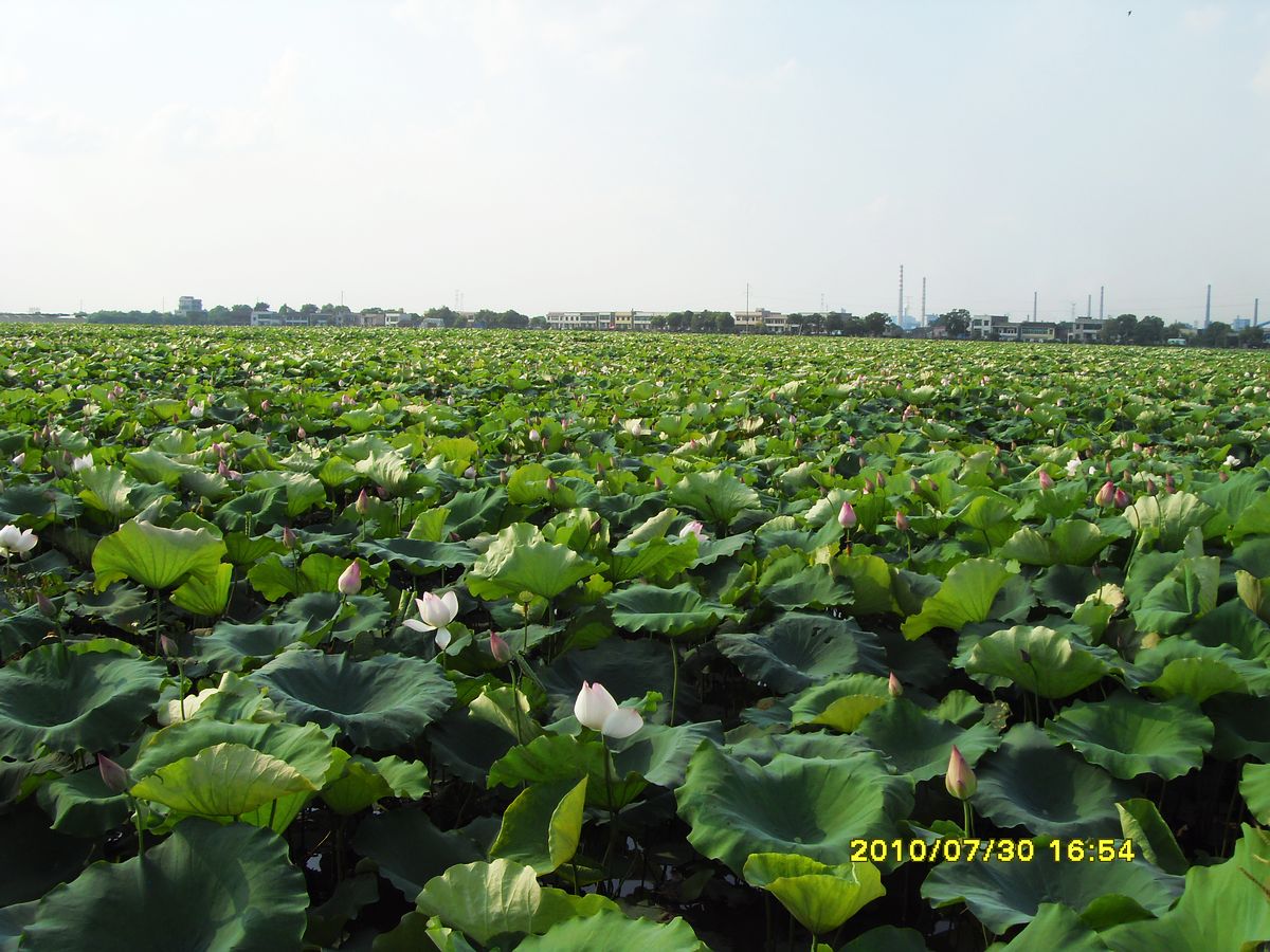 SDC15994.jpg