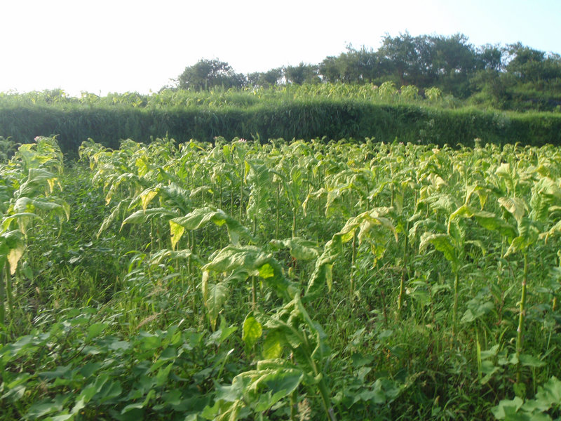 P8070677_1.JPG