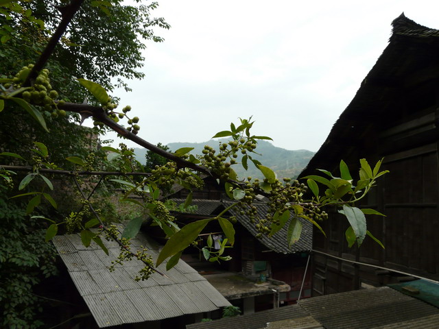 P1020804.jpg