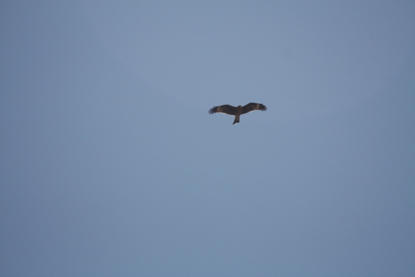 IMG_5901.jpg