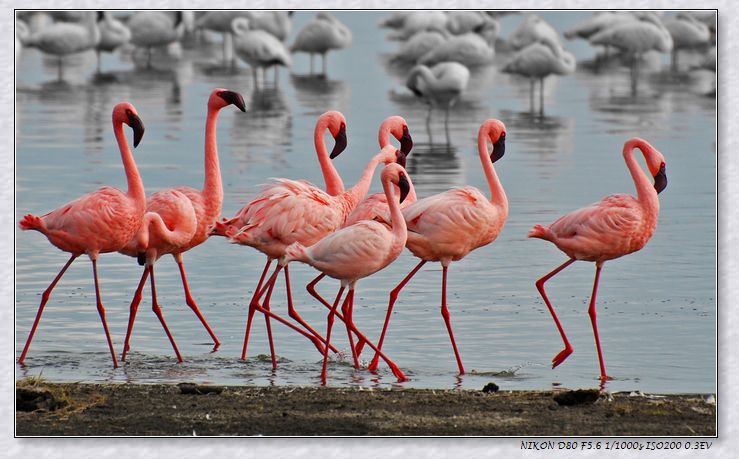 ������(flamingo)���м����ԣ�������ɶ������Ŷ�.jpg