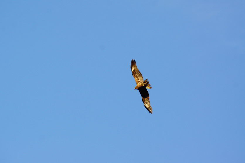 DSC08372.JPG