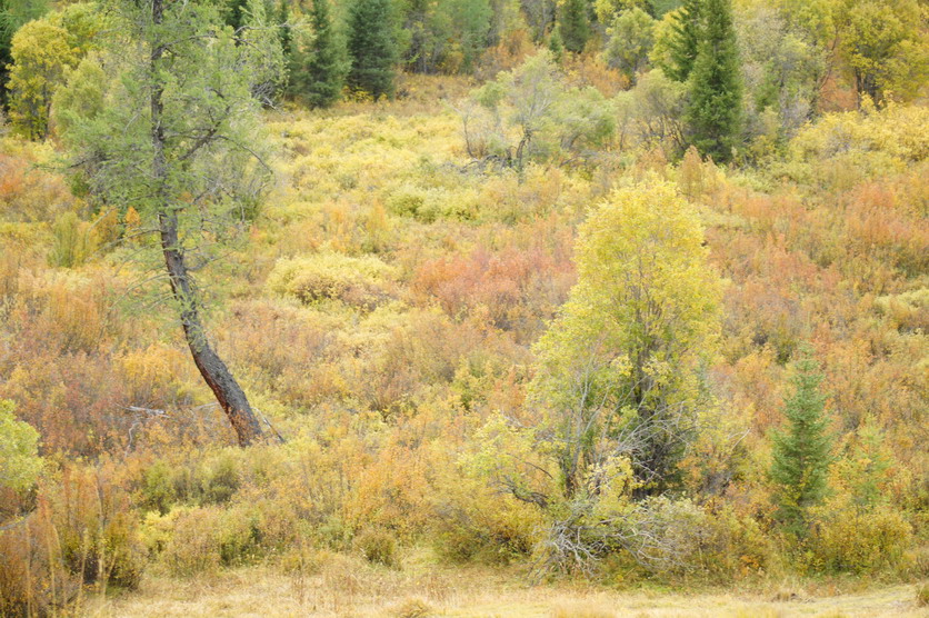 DSC08535.JPG