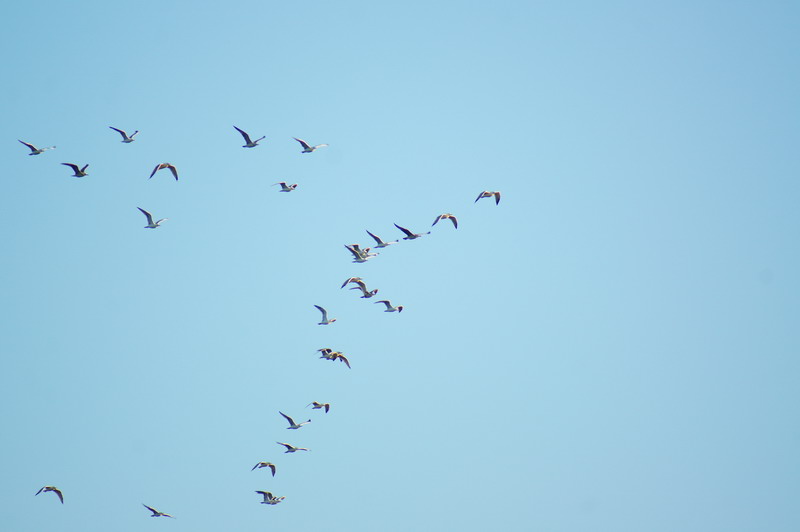 DSC09361.jpg